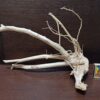 Коряга декор для акваріума # 9. Азалія. Ціна 490 грн. - Зображення 6