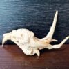 Коряга декор для акваріума # 69. Азалія. Ціна 95 грн. - Зображення 4