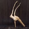 Коряга декор для акваріума # 141. Азалія. Ціна 100 грн. - Зображення 2